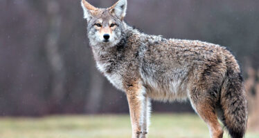 Vaughan: Coyote morde tre persone nello spazio di una settimana.