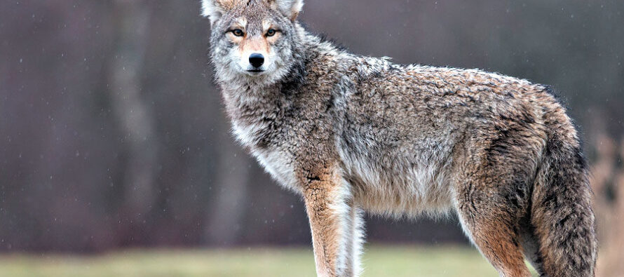 Vaughan: Coyote morde tre persone nello spazio di una settimana.